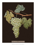Buy Brookshaw White Grapes at AllPosters.com
