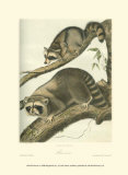 Buy Racoon at AllPosters.com