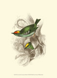 Buy Fire-Crowned and Common Goldcrest at AllPosters.com