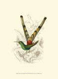 Jardine Hummingbird II