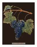 Buy Brookshaw Purple Grapes at AllPosters.com