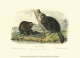 American Beaver
