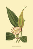 Buy Tropical Ambrosia I at AllPosters.com