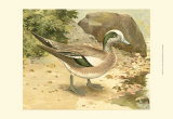 Green-Wing Teal