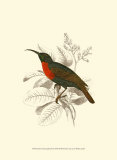 Buy Jardine Hummingbird III at AllPosters.com