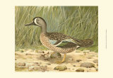 Blue-Wing Teal