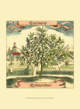 Rosemary