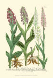 Buy Lilac Blooms I at AllPosters.com