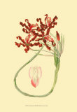 Buy Le Fleur Rouge II at AllPosters.com