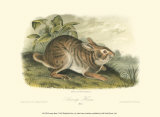 Swamp Hare