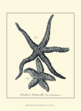 Buy Indigo Starfish I at AllPosters.com