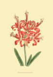 Buy Le Fleur Rouge I at AllPosters.com