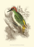 Buy Green Woodpecker at AllPosters.com