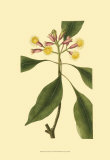 Buy Tropical Ambrosia IV at AllPosters.com
