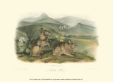 Nuttall's Hare