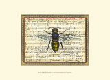 Bumblebee Harmony II