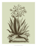 Vintage Aloe I