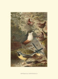 Wagtails and Wrens