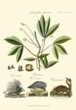 Buy Naturalist Study I at AllPosters.com