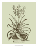 Vintage Aloe II