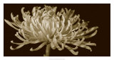 Mammoth Mums I