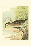 Woodduck Female