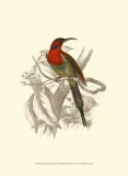 Jardine Hummingbird VI