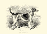 Foxhound