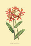 Buy Le Fleur Rouge IV at AllPosters.com