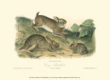 Grey Rabbit