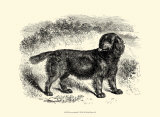 Sussex Spaniel