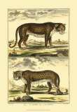 Buy Panther and Leopard at AllPosters.com