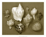 Shell Collector Series I