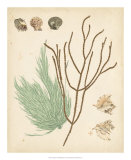 Coastal Relic I