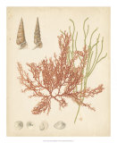 Coastal Relic III