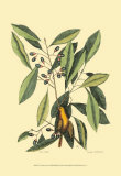 Buy The Carolina Laurus at AllPosters.com
