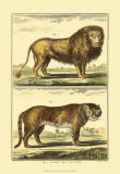 Buy Lion and Tiger at AllPosters.com