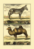 Buy Zebra and Camel at AllPosters.com