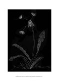 Buy Dandelion Garden I at AllPosters.com