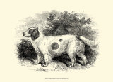 Clumber Spaniel