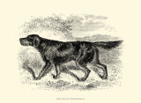 Gordon Setter