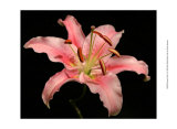 Dream Lilies I