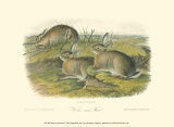 Wormwood Hare