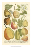 Buy Plentiful Pears II at AllPosters.com