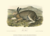 Polar Hare