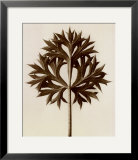 Buy Eryngium Bourgatii, Eryngo at AllPosters.com