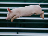 Buy Beauty a 20-Week-Old Pig Flies Through the Air at AllPosters.com