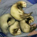 Buy A Pack of Ferrets Clockwise from Top, Chewbacca, Hobart, Dixie B, Wolfgang Amadeaus Motzart at AllPosters.com