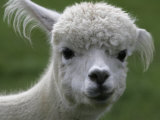 B.C., a 3-Year-Old Alpaca, at the Nu Leafe Alpaca Farm in West Berlin, Vermont