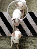 Pigs Compete the Obstacle Race at Pig Olympics Thursday April 14, 2005 in Shanghai, China Photographic Print